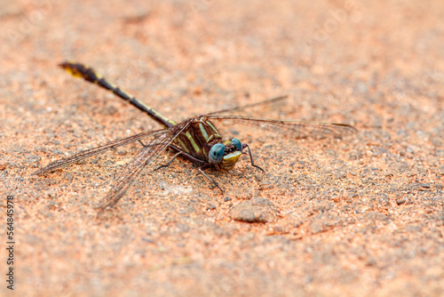 Colorful dragonfly with wings spread stationary on stone ground photo