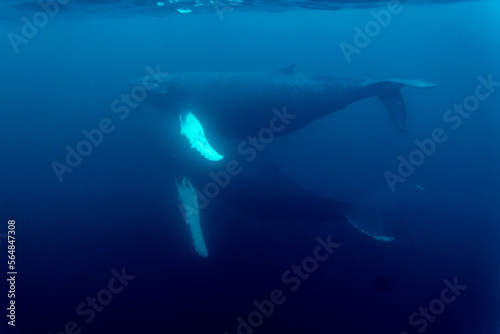 two humpback whales swim side by side © Cavan
