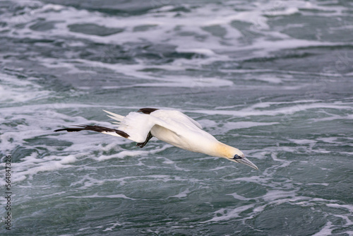 A northern Gannet is about to dive into the sea