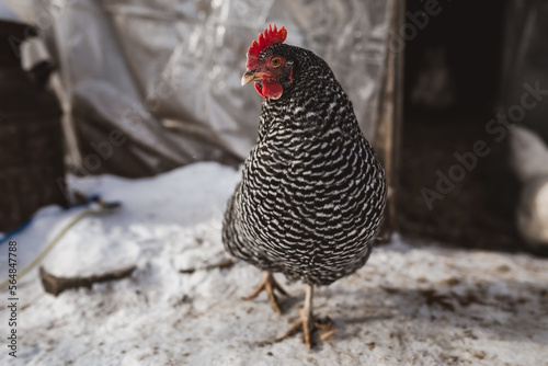 Barred Rock chicken in winter