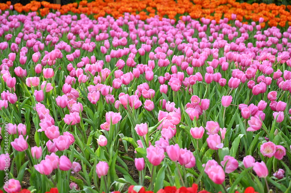 beautiful pink and red tulip in the garden beautiful pink and red tulip in the garden