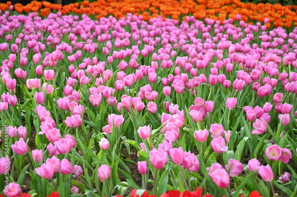 beautiful pink and red tulip in the garden