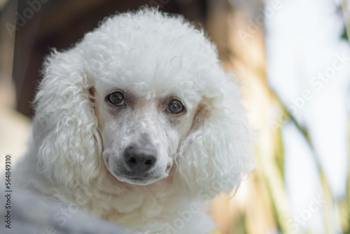 Young white poodle dog portrait on natural light background. © Siwapot Narukietmont