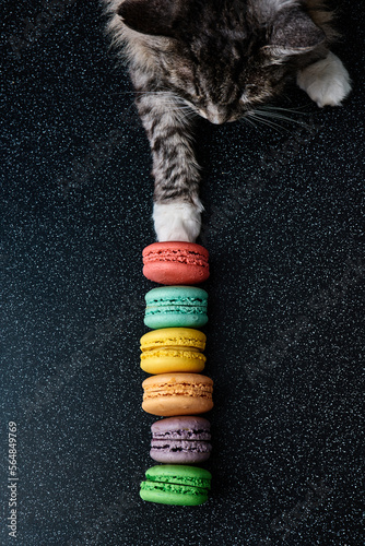 Cute grey cat touch macaroons on the dark background photo