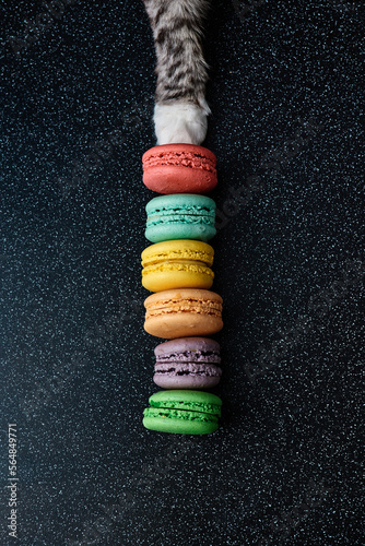 Cute grey cat touch macaroons on the dark background photo