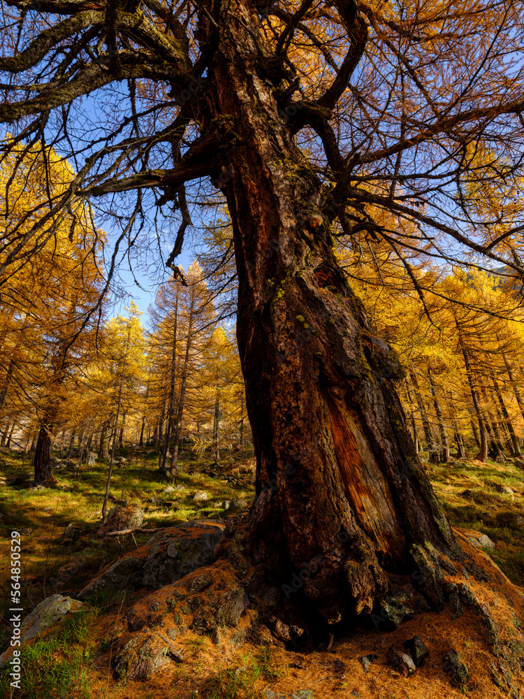 Alpine larch forest in fall Alpine larch forest in fall