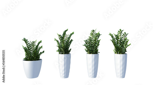 plant in a pot on white background