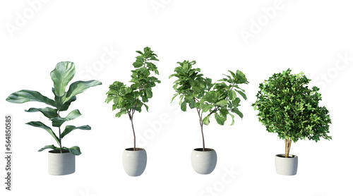 plant in a pot on white background