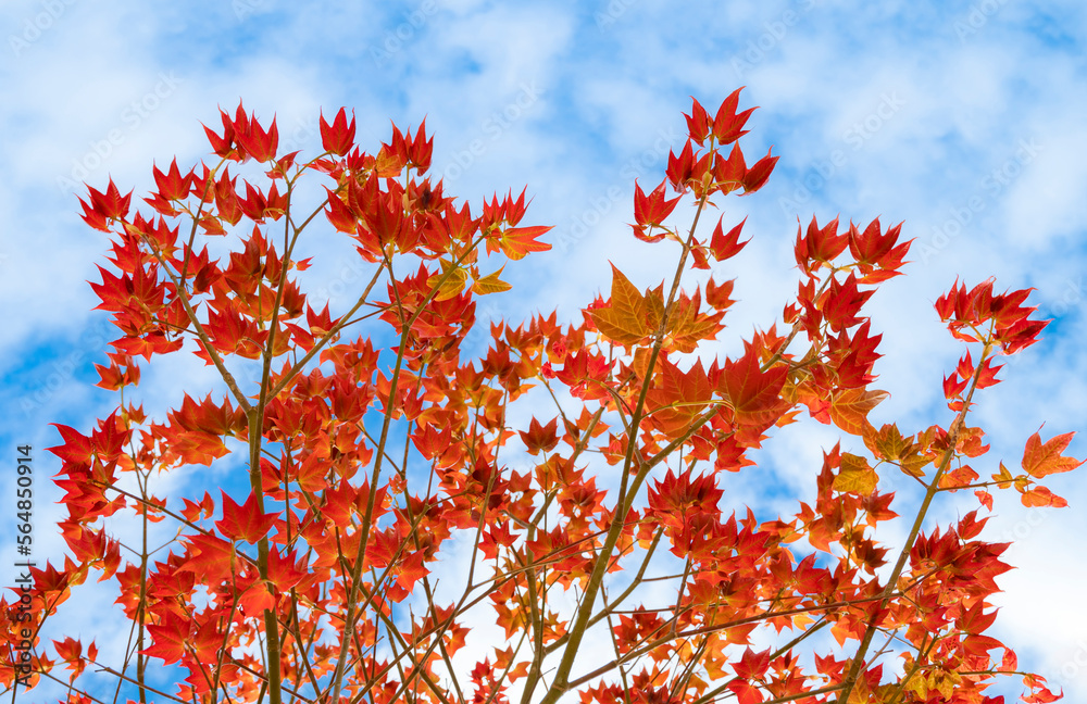 Natural background of Acer wilsonii Rehder on blue sky background. Maple leaves, leaves have 3 lobes that are red in color and found in Doi Phu Kha National Park, Thailand. Rare plant. Natural background of Acer wilsonii Rehder on blue sky background. Maple leaves, leaves have 3 lobes that are red in color and found in Doi Phu Kha National Park, Thailand. Rare plant.