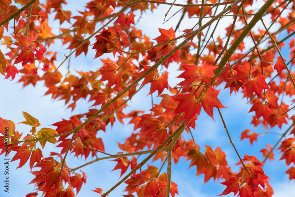 Natural background of Acer wilsonii Rehder on blue sky background. Maple leaves, leaves have 3 lobes that are red in color and found in Doi Phu Kha National Park, Thailand. Rare plant. Natural background of Acer wilsonii Rehder on blue sky background. Maple leaves, leaves have 3 lobes that are red in color and found in Doi Phu Kha National Park, Thailand. Rare plant.