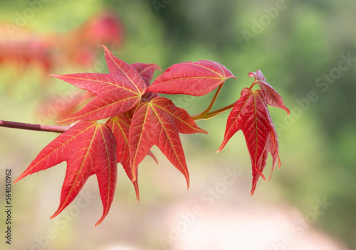 Close-up of Acer wilsonii  Rehder on blurred background. Maple leaves, leaves have 3 lobes that are red in color and found in Doi Phu Kha National Park, Thailand. Rare plant. photo