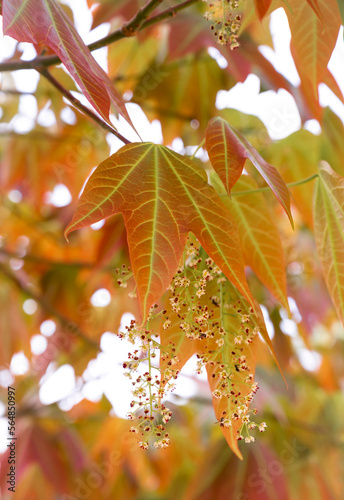 Close-up of Acer wilsonii  Rehder with long bouquet flowers on blurred background. Maple leaves, young leaves have 3 lobes that are orange-red in color,Doi Phu Kha National Park, Thailand. Rare plant. photo