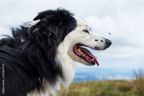 A dog looking at a fly photo