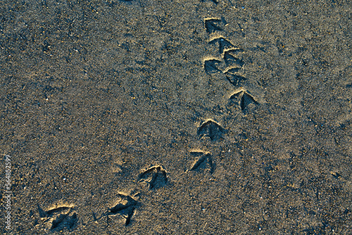 Shorebird prints in sand