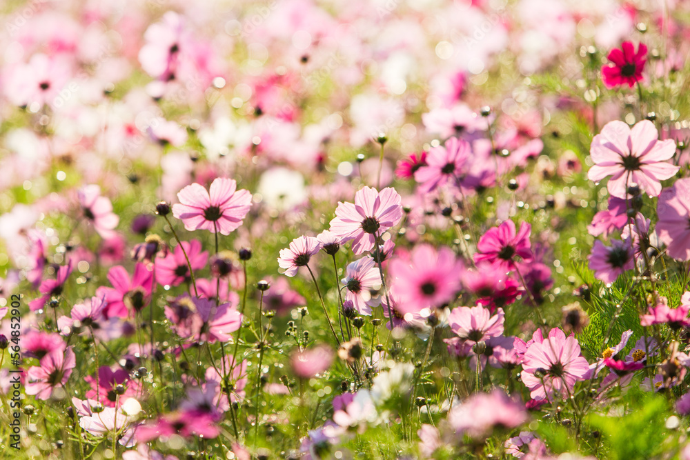 Field of colorful cosmos flowers in outdoor garden with morning sunlight