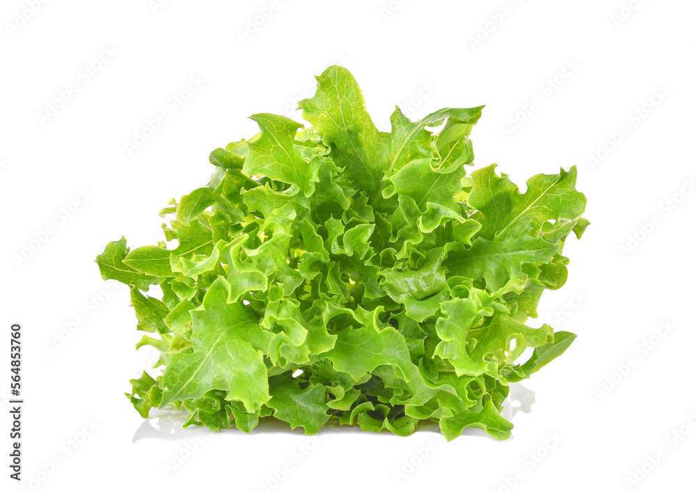 Fresh organic green lettuce isolated on white background. Fresh organic green lettuce isolated on white background.