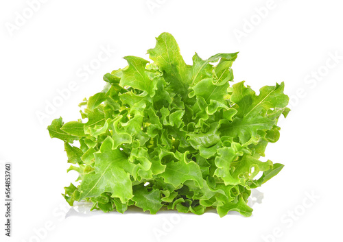 Fresh organic green lettuce isolated on white background.
