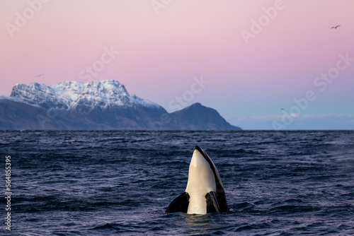 an orca takes the head out of the water to observe the surroundings photo