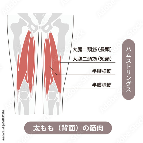 太もも背面、ハムストリングスと呼ばれるそれぞれの筋肉と骨を表した図説イラスト