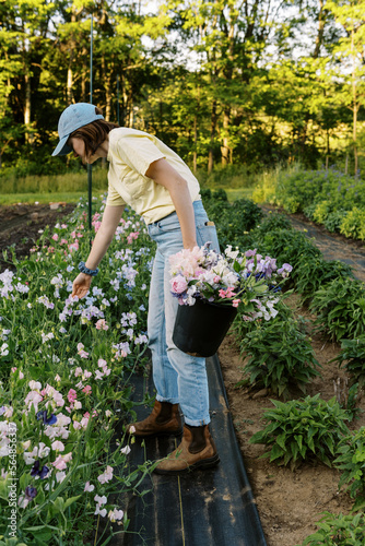 Worker picking sweet pea flowers in spring on the farm photo