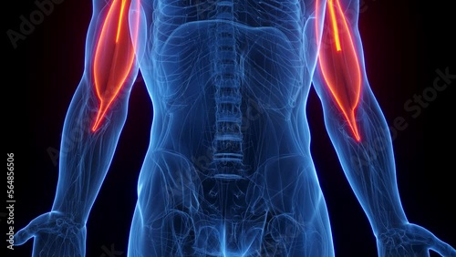3D rendered medical animation of a man's biceps