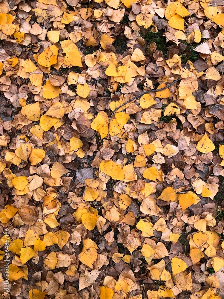 Autumn Autumn