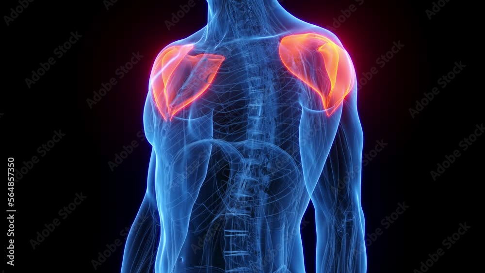 3D rendered medical animation of a man's deltoids 3D rendered medical animation of a man's deltoids