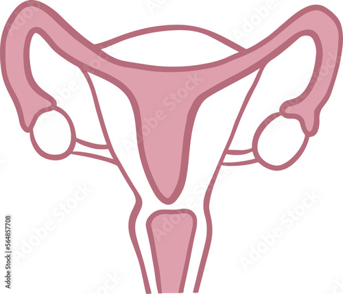 Uterus 
