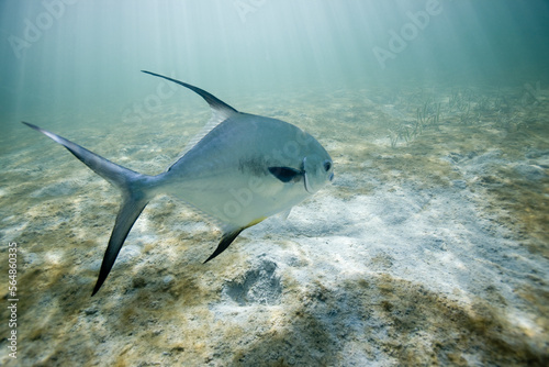a perfit fish swims obove sand underwater photo