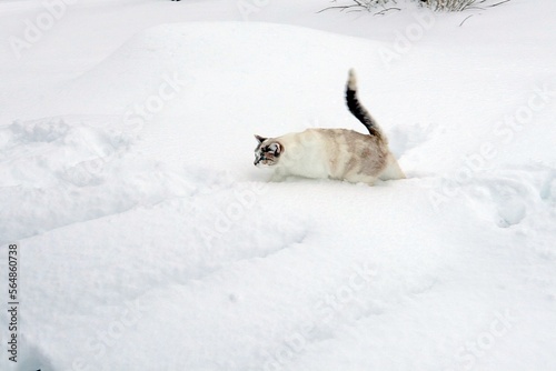 cat in snow