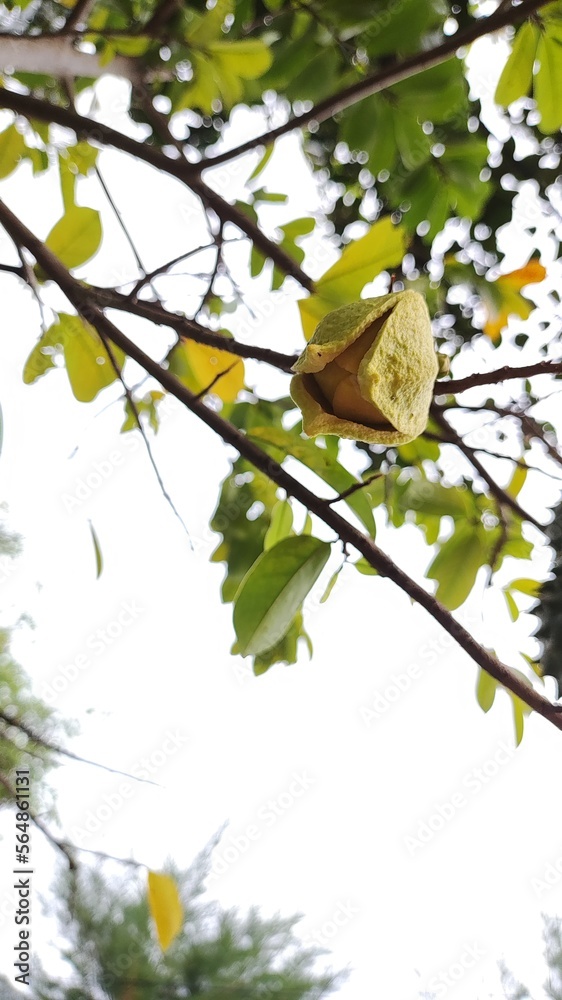 Sirsak flower or soursop or Dutch durian flower is a type of fruit that has benefits against various types of bacteria. Sirsak flower or soursop or Dutch durian flower is a type of fruit that has benefits against various types of bacteria.