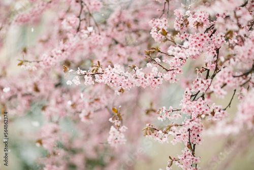 Snow falling on a spring blossom tree photo