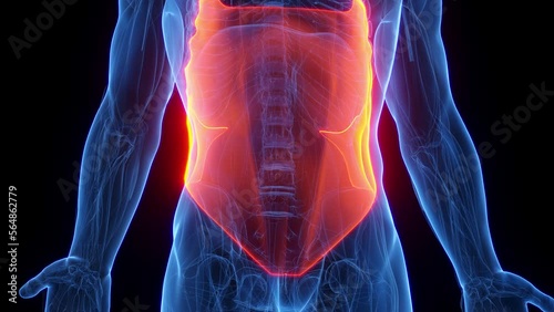 3D rendered medical animation of a man's external obliques