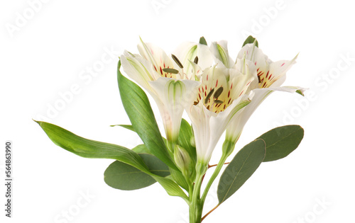Bunch of beautiful alstroemeria flowers isolated on white background, closeup