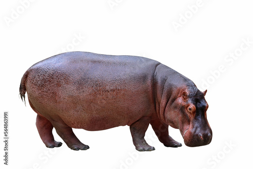 Hippopotamus isolated on transparent background png file 