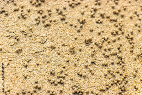 A baby crab in sand