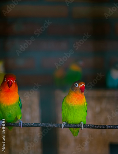 The black-cheeked lovebird (Agapornis nigrigenis) is a small parrot species of the lovebird genus. It is mainly green and has a brown head, red beak, and white photo