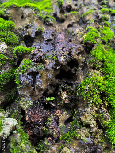 Moss cover on tree bark background. Close-up moss texture on tree surface. 