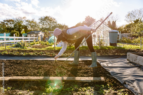 Woman weeding on allotment garden in the UK at sunset photo