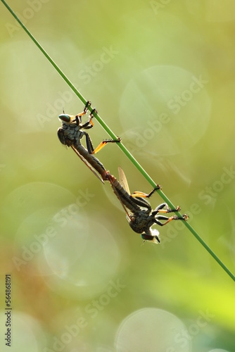 robberfly mating against a green background © ridho