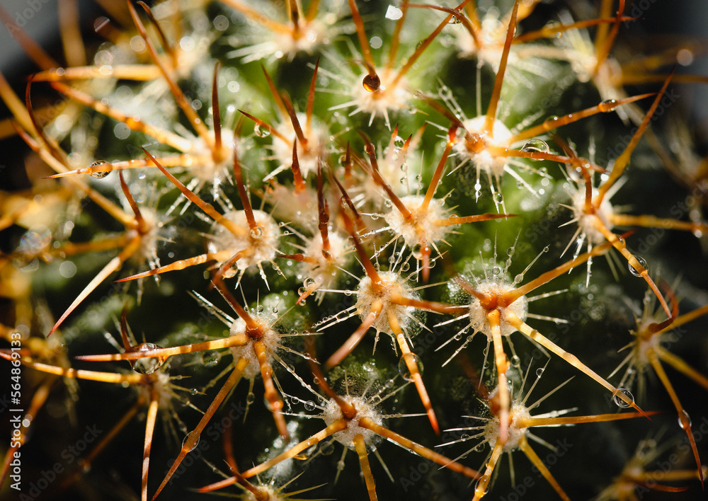 Cactus After Rain Cactus After Rain