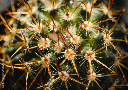 Cactus After Rain  photo