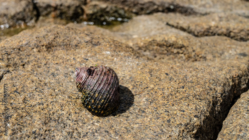 A marine mollusk on a granite boulder at low tide. Close-up. A spirally twisted ribbed shell is visible. Texture. Seychelles