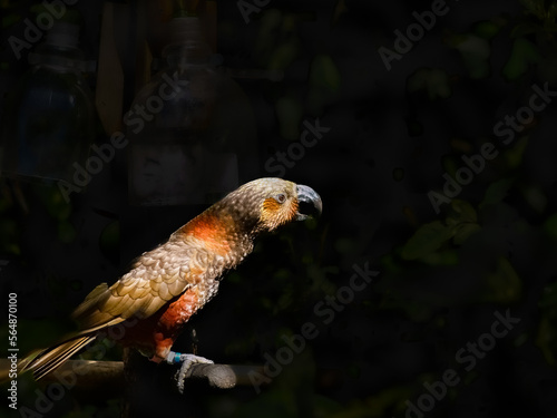 Kaka, New Zealand parrot on perch with beak open against dark background photo