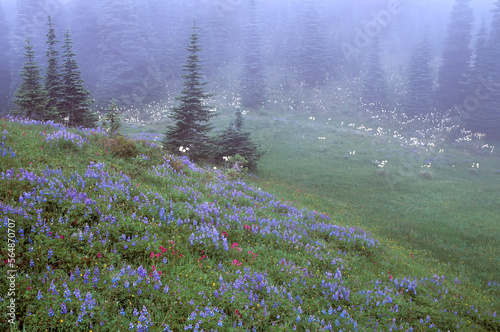 Spring blooms lupine (Lupinus arcticus) and paintbrush foggy meadow