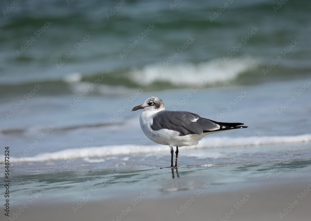 A seagull standing in the surf at the beach A seagull standing in the surf at the beach