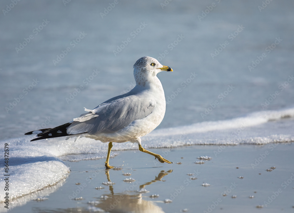 A ring billed seagull walking along the shoreline on the beach A ring billed seagull walking along the shoreline on the beach