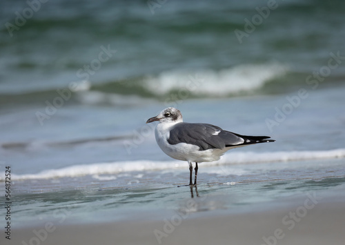 A seagull standing in the surf at the beach