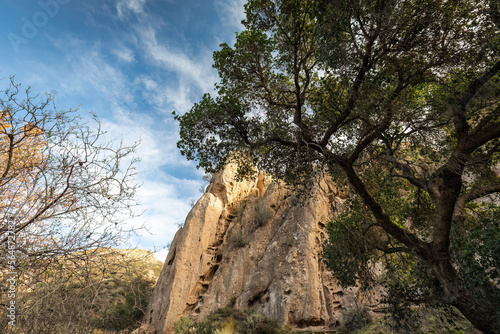 An oaktree in front of a rock mountain  photo
