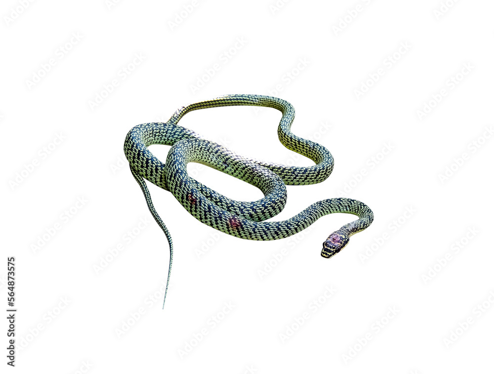 Obraz premium Single green snake or golden tree snake (Chrysopelea ornata) got injured have wound ,red blood from fright with cat isolated on white background,clipping path